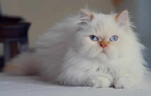 Картинка взгляд, голубые глаза, пушистая, персидская кошка