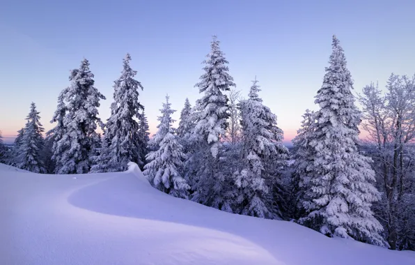 Картинка зима, снег, деревья, Швейцария, ели, сугробы
