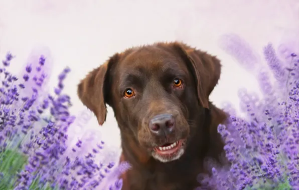 Картинка цветы, фон, друг, собака