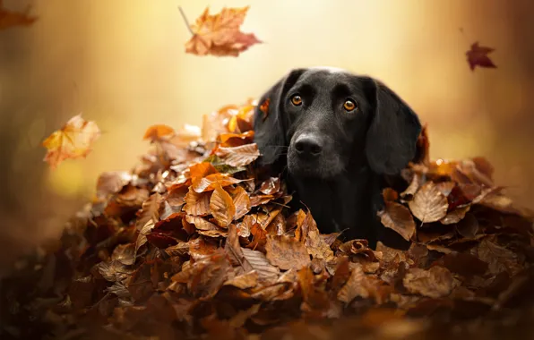 Картинка осень, взгляд, морда, листья, собака, укрытие