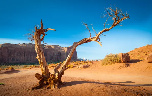 Дерево, США, Monument Valley, Navajo Tribal Park