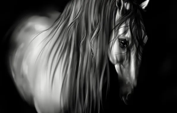 Картинка животное, лошадь, черно-белая, грива, черный фон