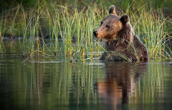 Картинка трава, вода, природа, животное, хищник, медведь, бурый, Александр Перов