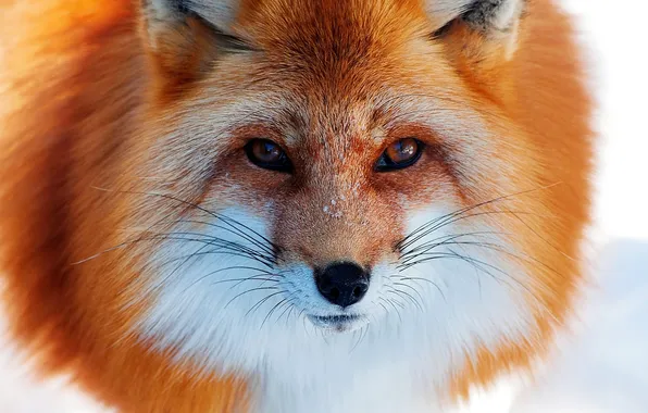 Картинка fox, look, fur