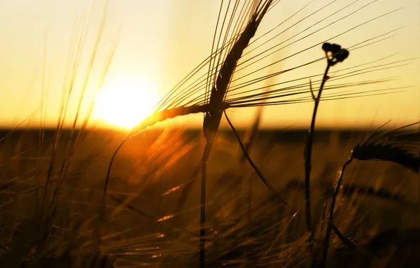 Картинка пшеница, солнце, лучи, закат, Макро
