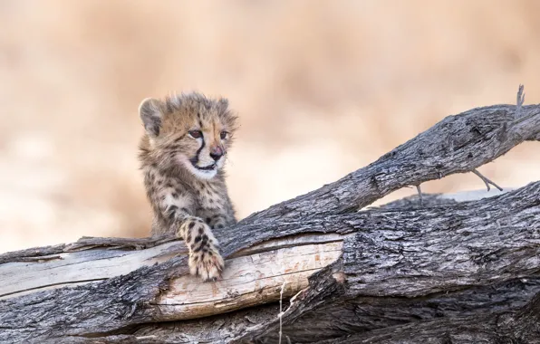 Природа, фон, Cheetah