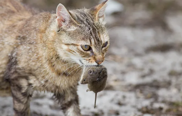 Кошка, Кот, Хищник, Мышка, Добыча