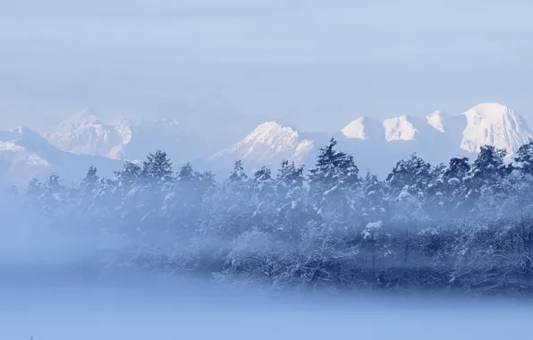 Картинка зима, лес, горы, природа, туман
