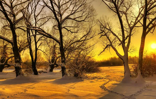 Картинка зима, лес, солнце, снег, деревья, следы, утро
