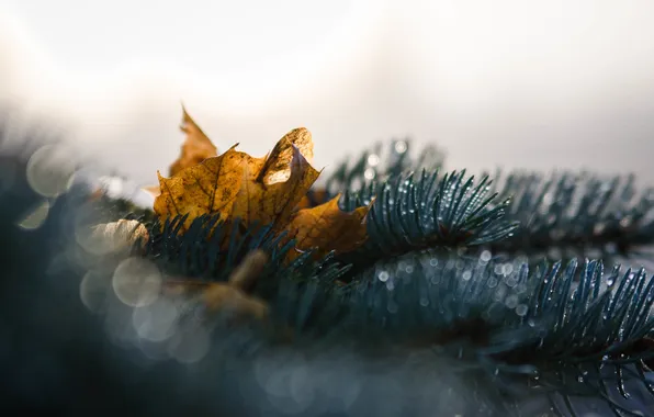 Осень, листья, природа