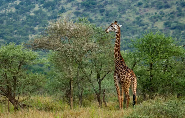 Природа, Африка, жирафа