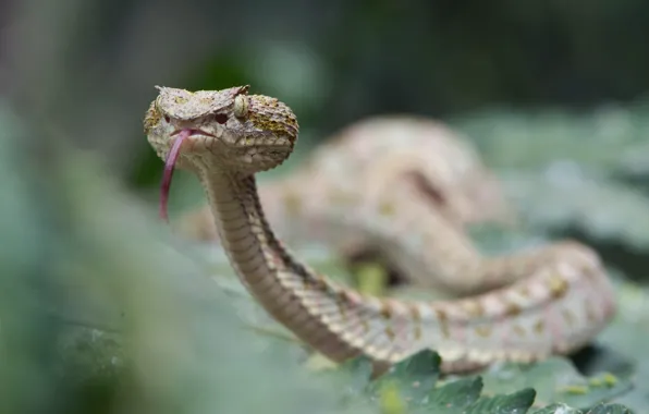 Змея, Bothriechis schlegelii, Eyelash viper