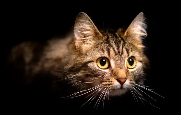 Картинка кошка, кот, взгляд, портрет, черный фон