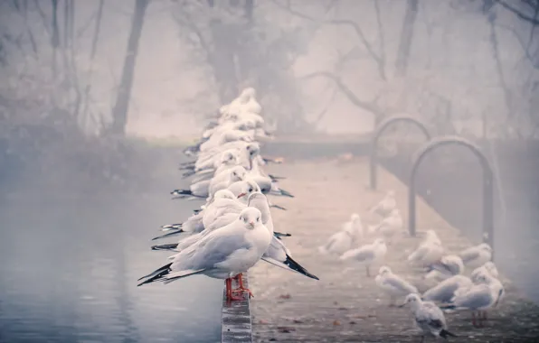 Птицы, туман, чайки, перила
