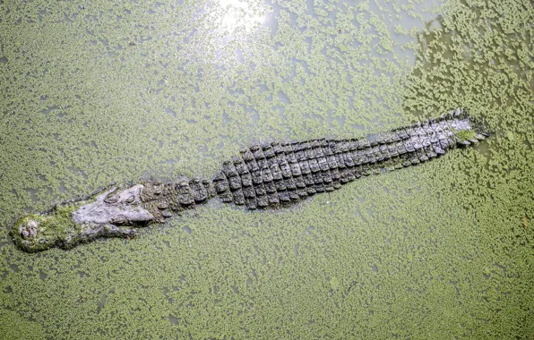 Water, leaves, predator, crocodile, reptile, Swamp