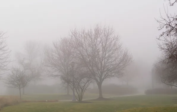 Картинка деревья, Туман, дорожка, trees, fog, path