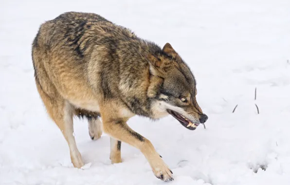 Снег, волк, оскал, ©Tambako The Jaguar