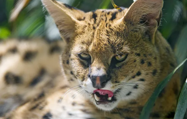 Язык, кошка, взгляд, сервал, ©Tambako The Jaguar