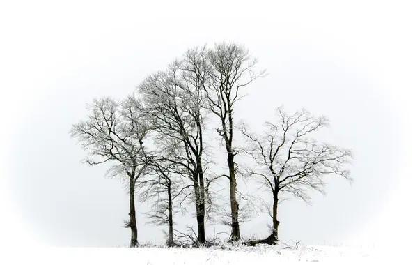 Картинка зима, деревья, природа