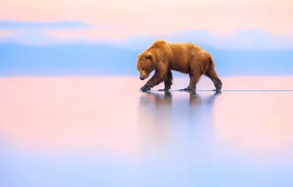 Картинка медведь, Аляска, Alaska, brown bear, Lake Clark