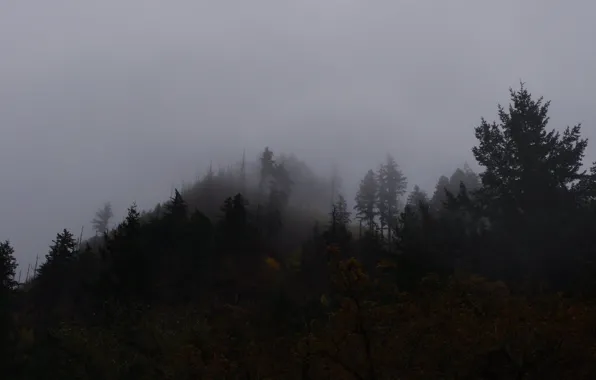 Картинка лес, небо, деревья, туман, Орегон, США, Columbia River Gorge