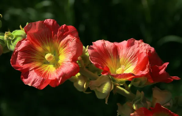 Цветы, красные, red, Flowers, yellow, жёлтые