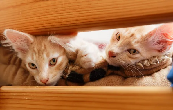 Кошки, доски, котята, плед, рыжие, два котенка