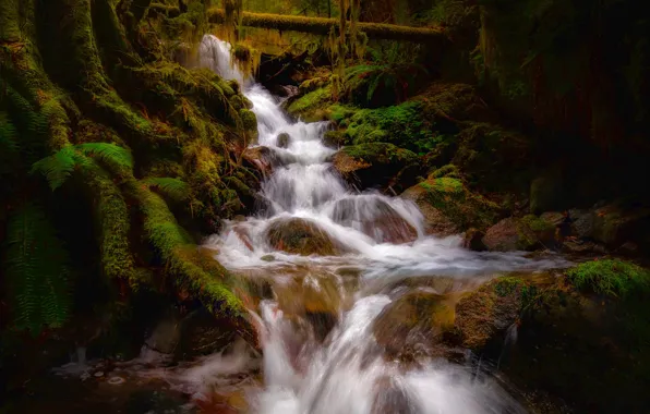 Лес, ручей, мох, речка, Mount Rainier National Park, Национальный парк Маунт-Рейнир, Washington State, Штат Вашингтон