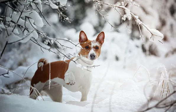 Зима, взгляд, снег, ветки, собака, Наталия Поникарова, Африканская нелающая собака, Басенджи