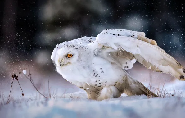 Картинка зима, белый, снег, поза, темный фон, сова, птица, крылья