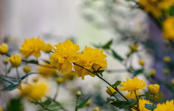 Цветы, ветки, желтые, цветение, кустарник, боке, керрия