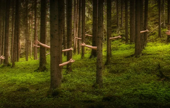 Картинка лес, деревья, руки