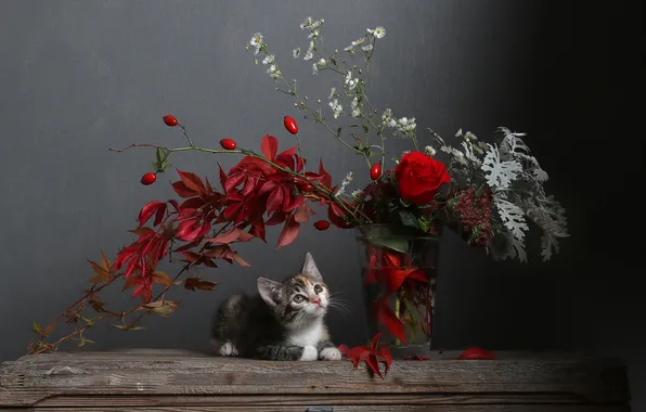 Кошка, взгляд, цветы, ветки, поза, темный фон, котенок, серый