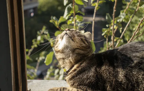 Зелень, Кошка, Свет, Глаза, Archanicum, Чуча, Canon 200D