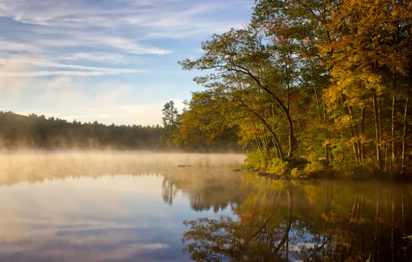 Картинка лес, туман, озеро, утро