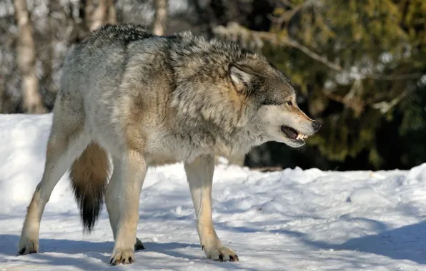 Картинка nature, predator, animal, wolf, wildlife, angry, portrait., Canis lupus. face • wolf • portrait • …