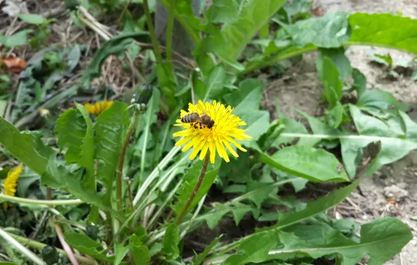 Картинка пчела, одуванчик, весна