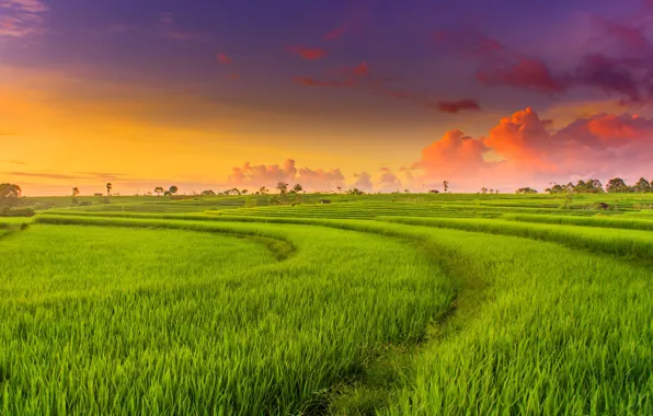 Поле, закат, зарево