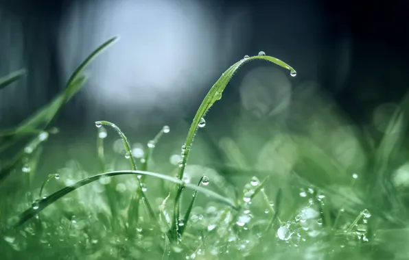 Зелень, трава, капли, роса, блики, утро, после дождя