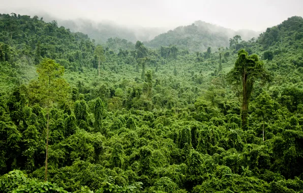 Картинка зелень, лес, деревья, туман, тропики, джунгли, Jungle