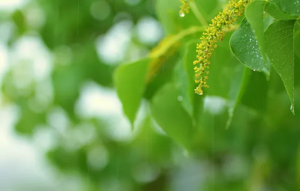 Зелень, лето, листья, капли, макро, веточка, дождь, зелёный