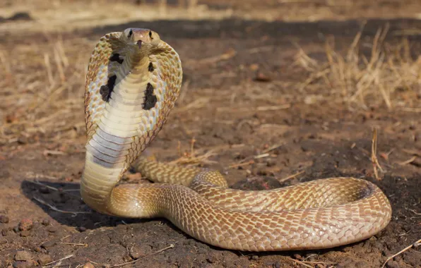 Картинка viper, desert, reptile, cobra snake, king cobra