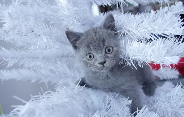 Кошка, взгляд, котенок, серый, праздник, новый год, рождество, малыш