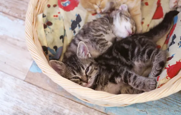 Кошки, поза, уют, котенок, котята, пол, ткань, малыши