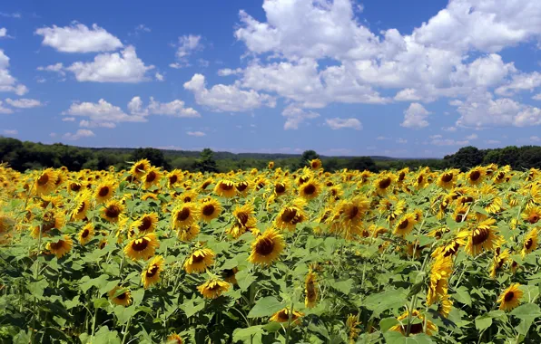 Картинка поле, облака, подсолнухи, природа, Nature, field, clouds, sunflowers