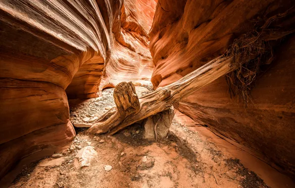 Горы, каньон, Юта, бревно, Red Canyon
