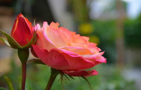 Картинка Бутон, Rose, Роза, Боке, Bokeh