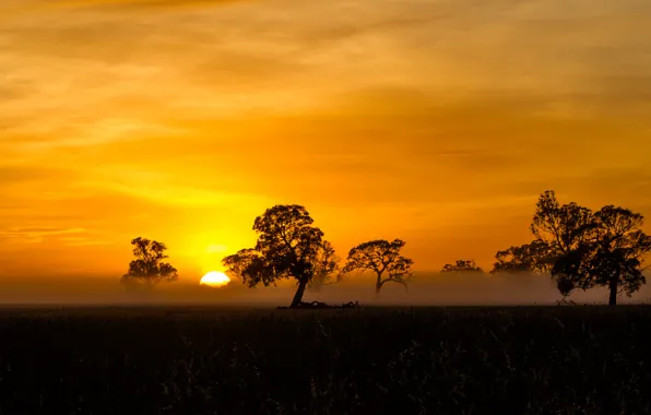 Картинка orange, Sunrise, Mist, silhouette, Fog, Penola