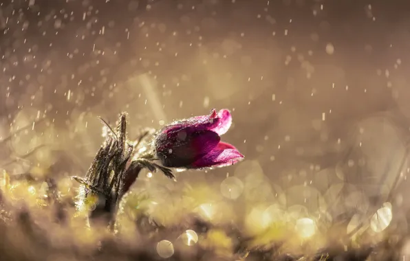 Картинка цветок, капли, свет, блики, дождь, весна, сон трава
