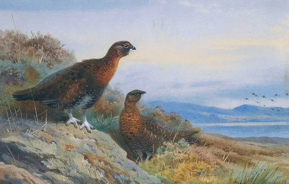 Трава, Птицы, Картина, Двое, Archibald Thorburn, Арчибальд Торберн, Шотландский живописец, Куропатки
